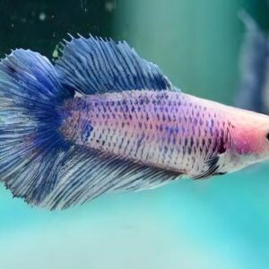 Female betta fish