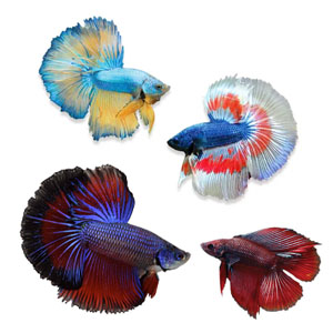 Betta