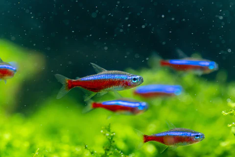 Neon Tetra