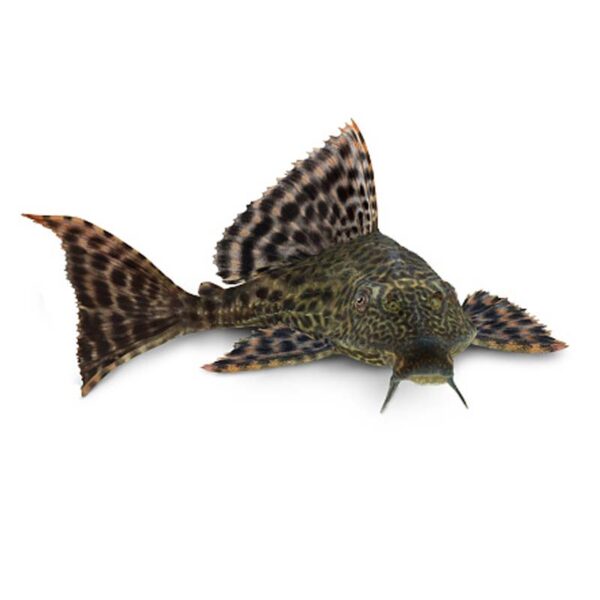 pleco